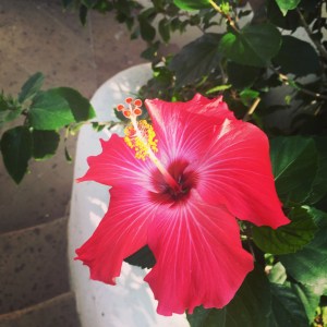 Hibiscus flower Sayulita Mexico